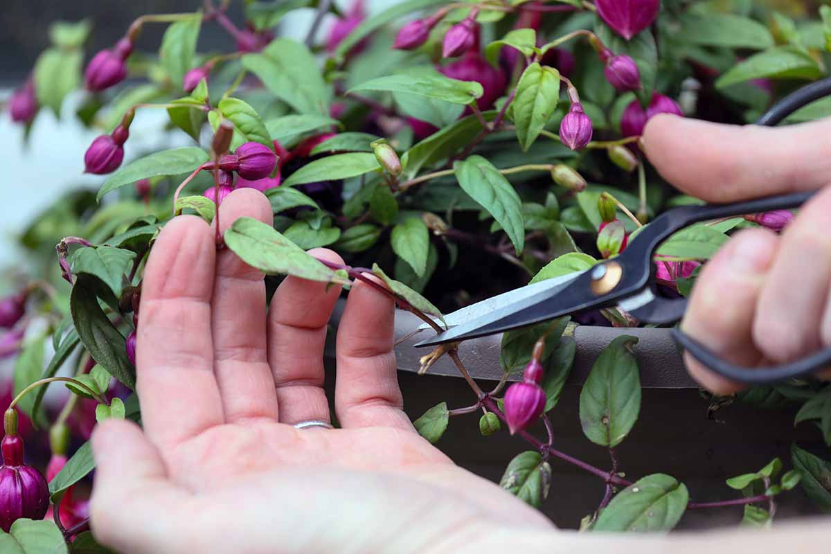 تصویر افقی نزدیک از دو دست با استفاده از قیچی برای بریدن ساقه های یک گیاه فوشیا در حال جوانه زدن.