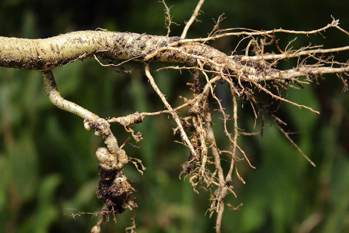 تصویر افقی نزدیک از ریشه یک گیاه آلوده به نماتدهای گره ریشه که بر روی پس‌زمینه فوکوس ملایم تصویر شده است.