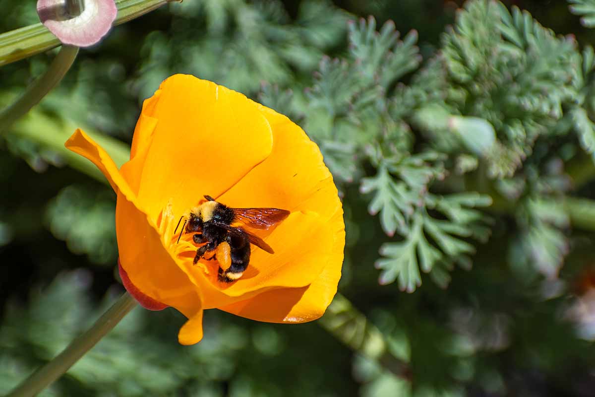 تصویر افقی نزدیک از زنبور عسل در حال گرده افشانی یک گل نارنجی روشن که روی پس‌زمینه‌ای با فوکوس ملایم تصویر شده است.