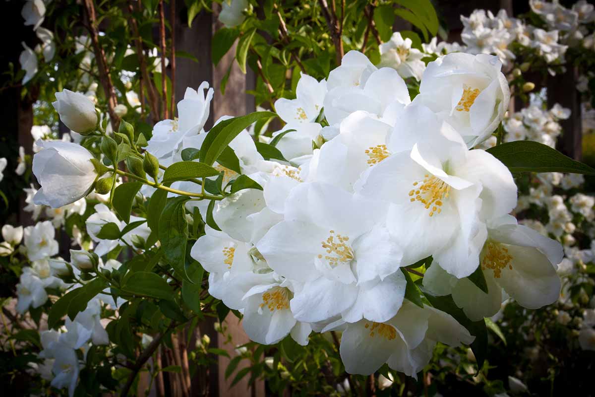 17 مورد از بهترین انواع رز سفید برای باغ