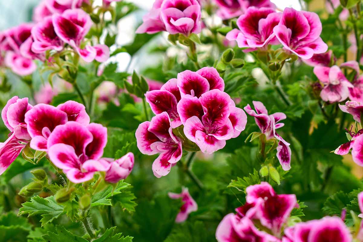 نمای نزدیک از گل های شمعدانی صورتی (Pelargonium) که در باغ رشد می کنند.