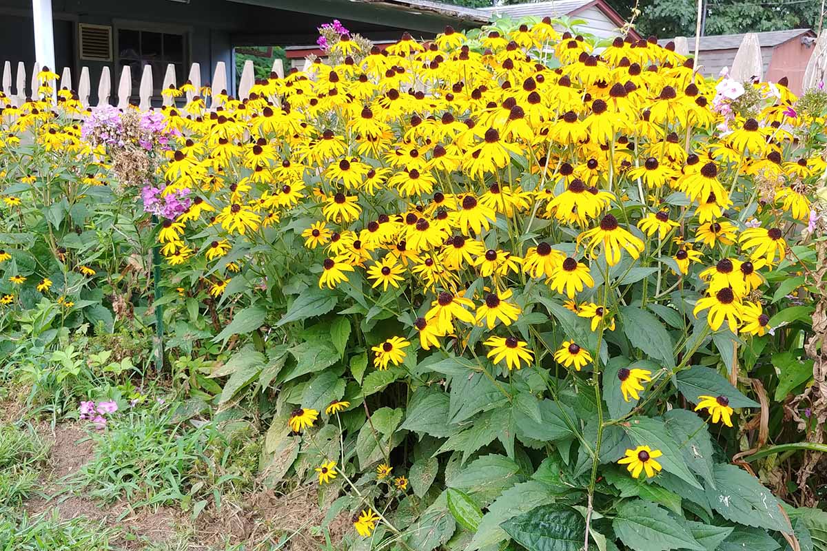 تصویری افقی از حاشیه باغ رنگارنگ با انبوهی از گل‌های سوزان چشم سیاه در کنار یک حصار.