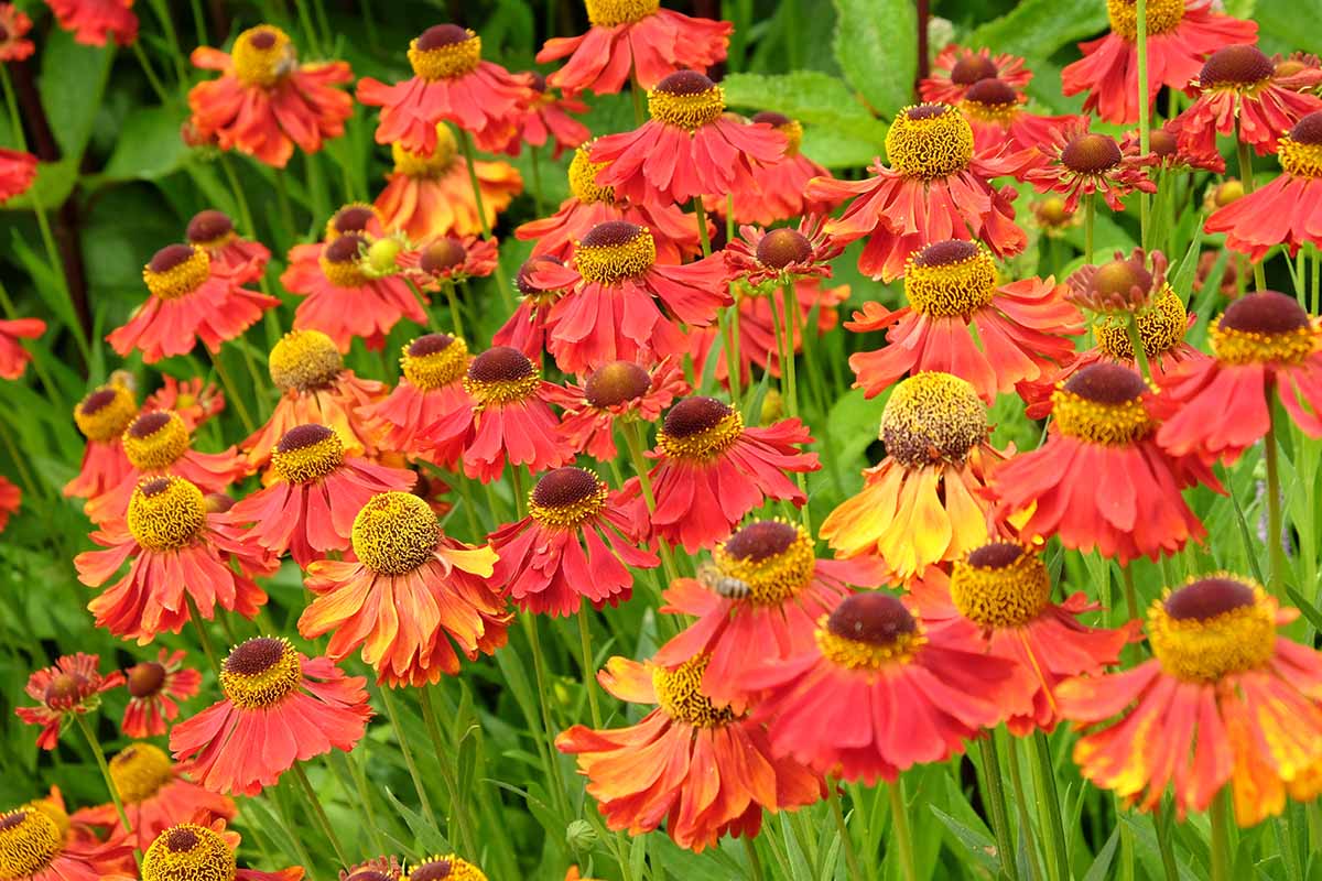 تصویر افقی نزدیک از گل‌های عطسه قرمز و نارنجی روشن که به‌طور انبوه در باغ تابستانی رشد می‌کنند.