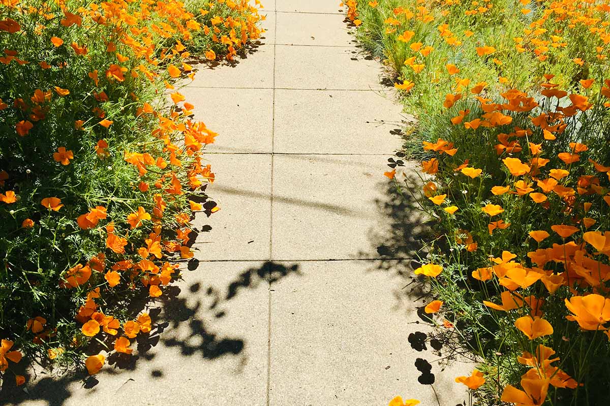 تصویر افقی نزدیک از یک پیاده‌روی آسفالت‌شده با خشخاش‌های نارنجی روشن کالیفرنیایی که در زیر نور آفتاب درخشان به تصویر کشیده شده است.