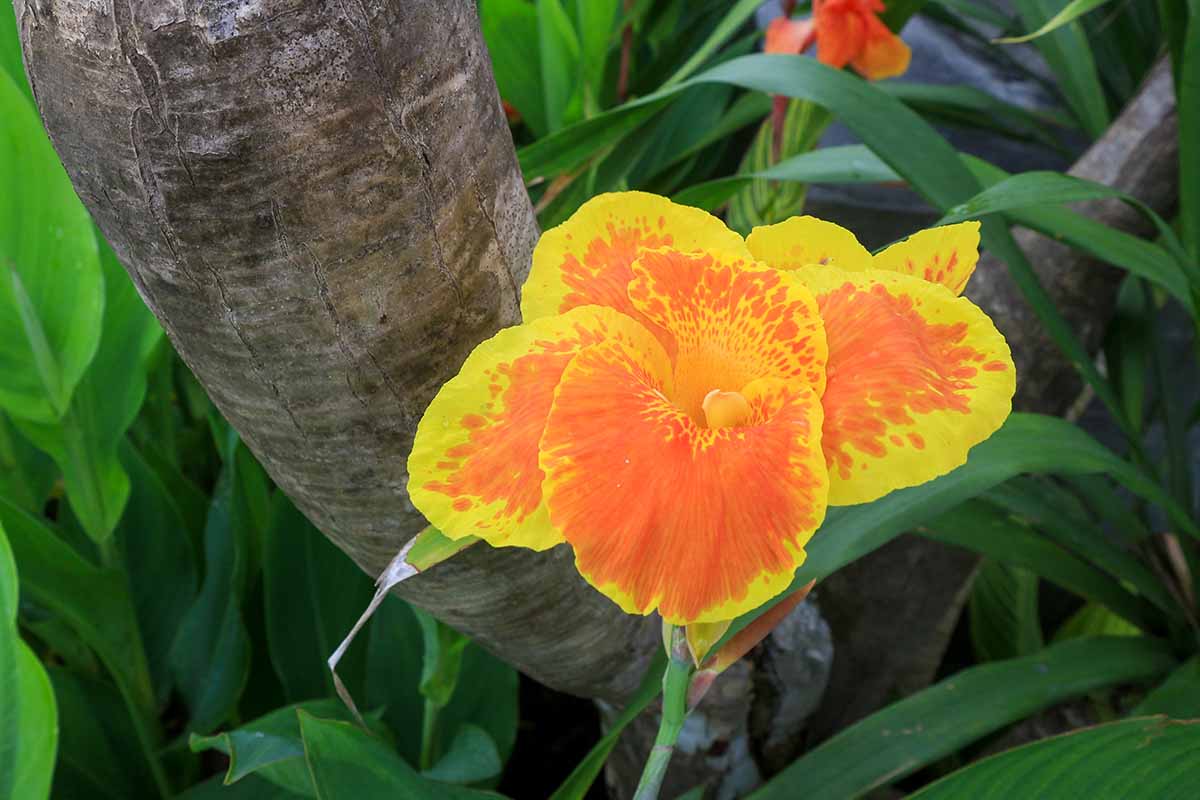 تصویر افقی نزدیک از گل زنبق کانا زرد و نارنجی در حال رشد در باغ که بر روی پس‌زمینه فوکوس ملایم تصویر شده است.