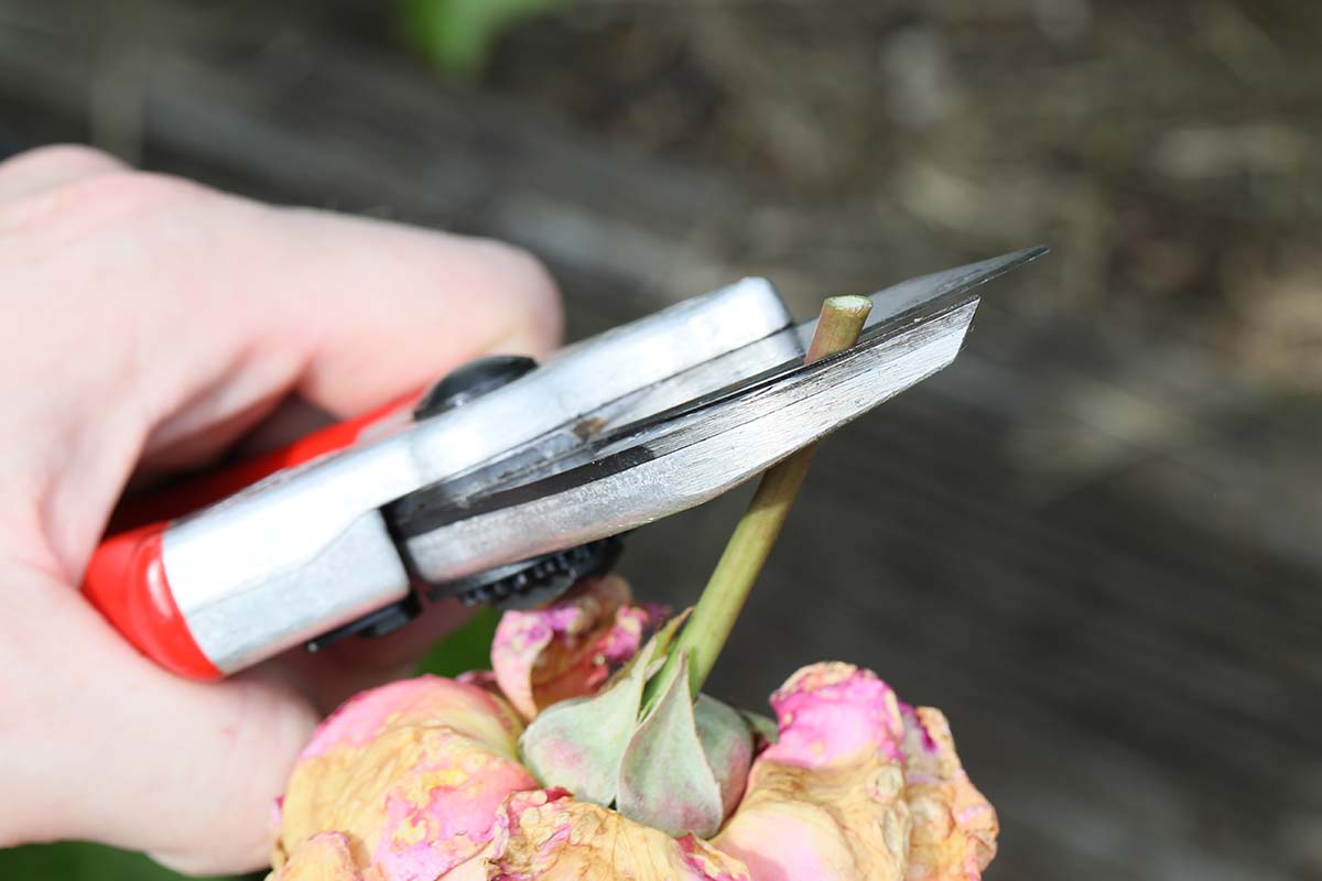 یک تصویر افقی نزدیک از دستی که یک جفت قیچی را در دست گرفته و یک برش 45 درجه ای روی ساقه یک گیاه ایجاد می کند.