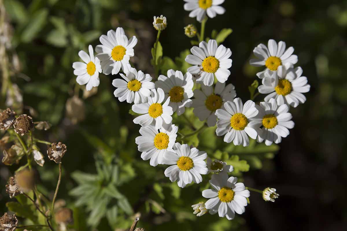 تصویر افقی نزدیک از گل‌های داوودی سفید دالماسی (Tanacetum cinerariifolium) که در باغ رشد می‌کنند، در زیر نور آفتاب روی پس‌زمینه‌ای با فوکوس ملایم تصویر شده است.