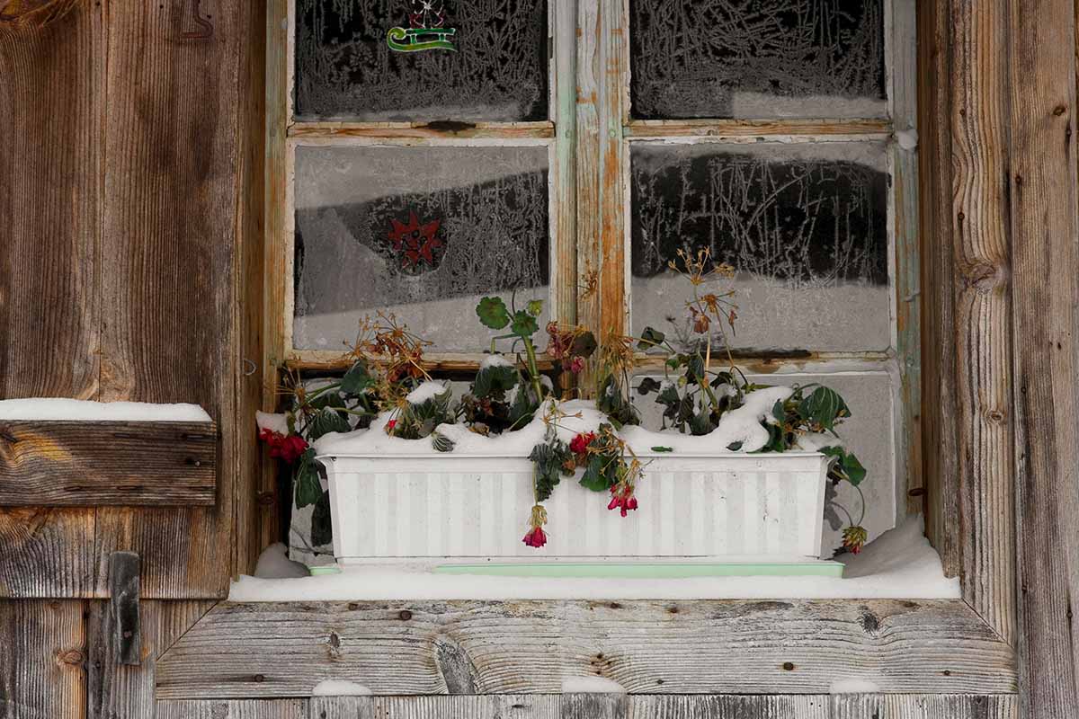 تصویر افقی نزدیک از یک جعبه پنجره با گیاهان مرده پوشیده شده در لایه ای از برف.