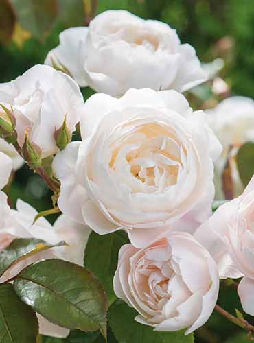 نمای نزدیک از شکوفه‌های سفید مایل به کرم گل رز «Desdemona» که روی پس‌زمینه‌ای با فوکوس ملایم تصویر شده است.