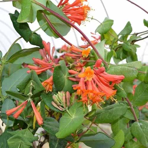 تصویر مربع نزدیک از گل‌های قرمز روشن Lonicera 'Dropmore Scarlet' در حال رشد در باغ.