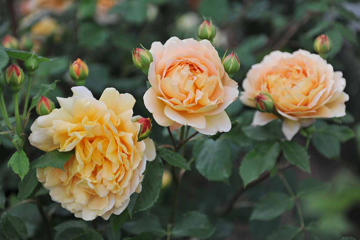 تصویر افقی نزدیک از گل‌های رز «جشن طلایی» که در باغ رشد می‌کنند، روی پس‌زمینه‌ای با فوکوس نرم.