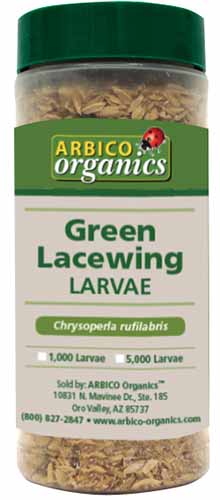 نمای نزدیک از بسته بندی لاروهای توری سبز Arbico Organics جدا شده روی پس زمینه سفید.