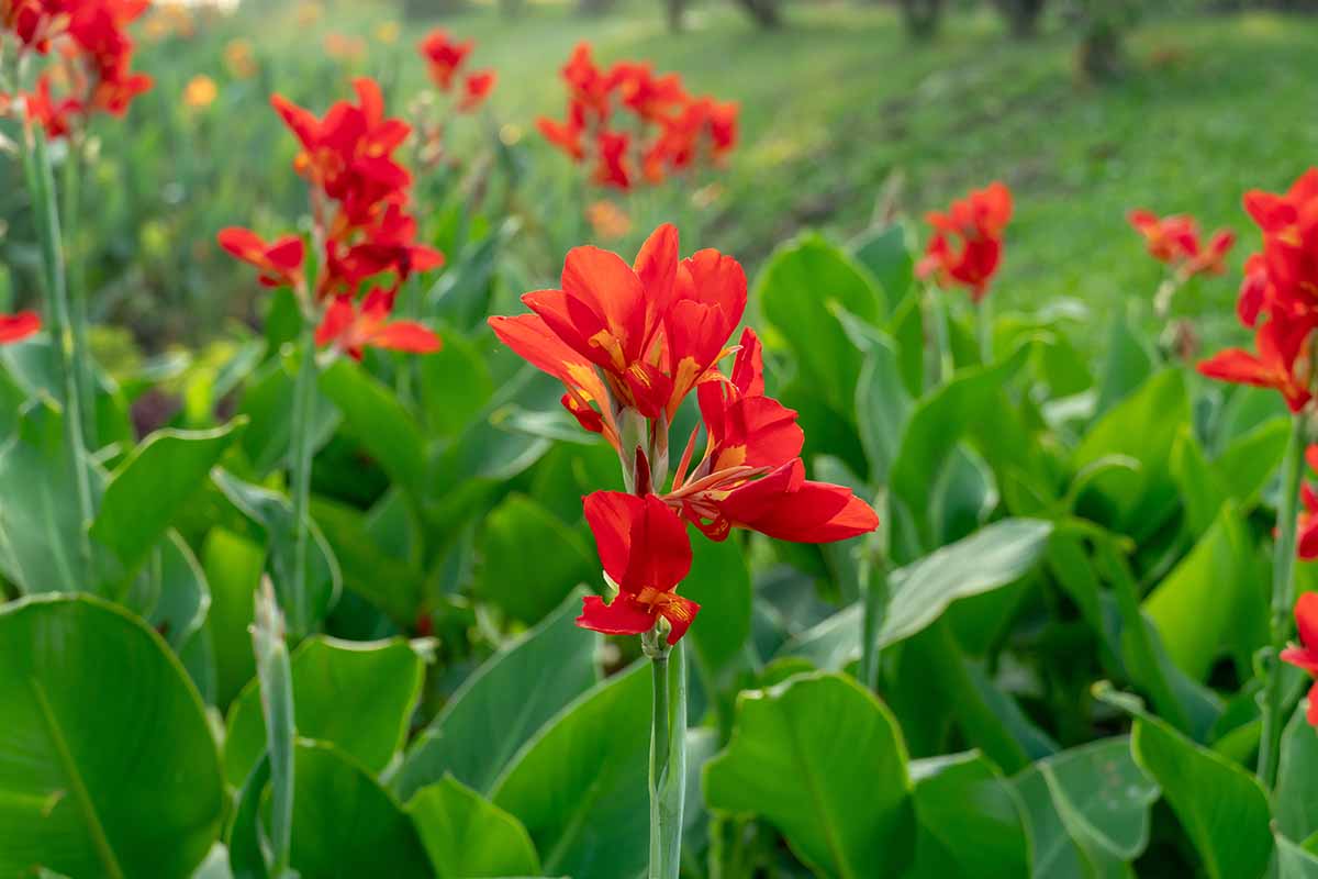 تصویر افقی نزدیک از نیلوفرهای کانا قرمز روشن در حال رشد در باغ که در پس‌زمینه‌ای با فوکوس ملایم تصویر شده است.
