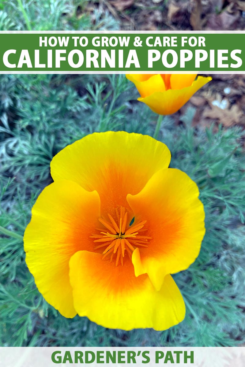 تصویر عمودی نزدیک از گل خشخاش نارنجی روشن کالیفرنیا (Eschscholzia californica) که در باغ در حال رشد است که روی پس‌زمینه‌ای با فوکوس ملایم تصویر شده است.  در بالا و پایین کادر، متن سبز و سفید چاپ شده است.