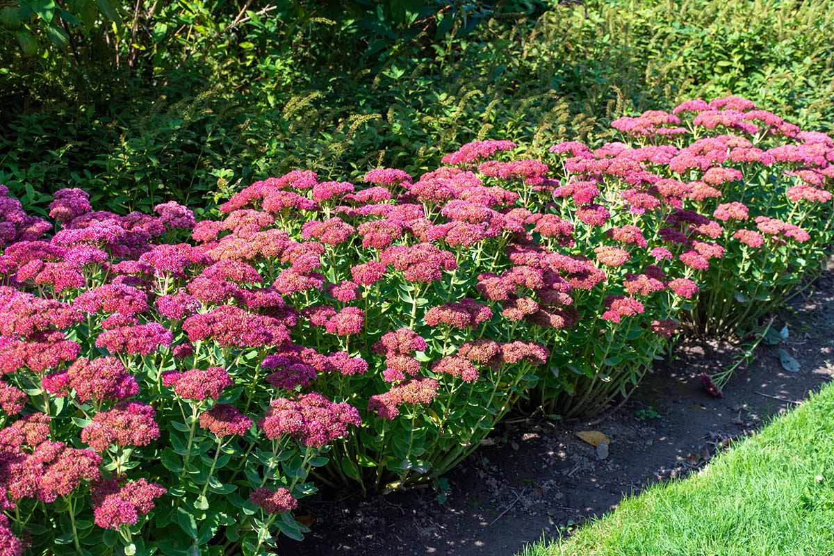 تصویری افقی از گیاهان sedum "Autumn Joy" (با نام مستعار stonecrop) که در حاشیه باغ در حال رشد در زیر نور آفتاب روشن است.