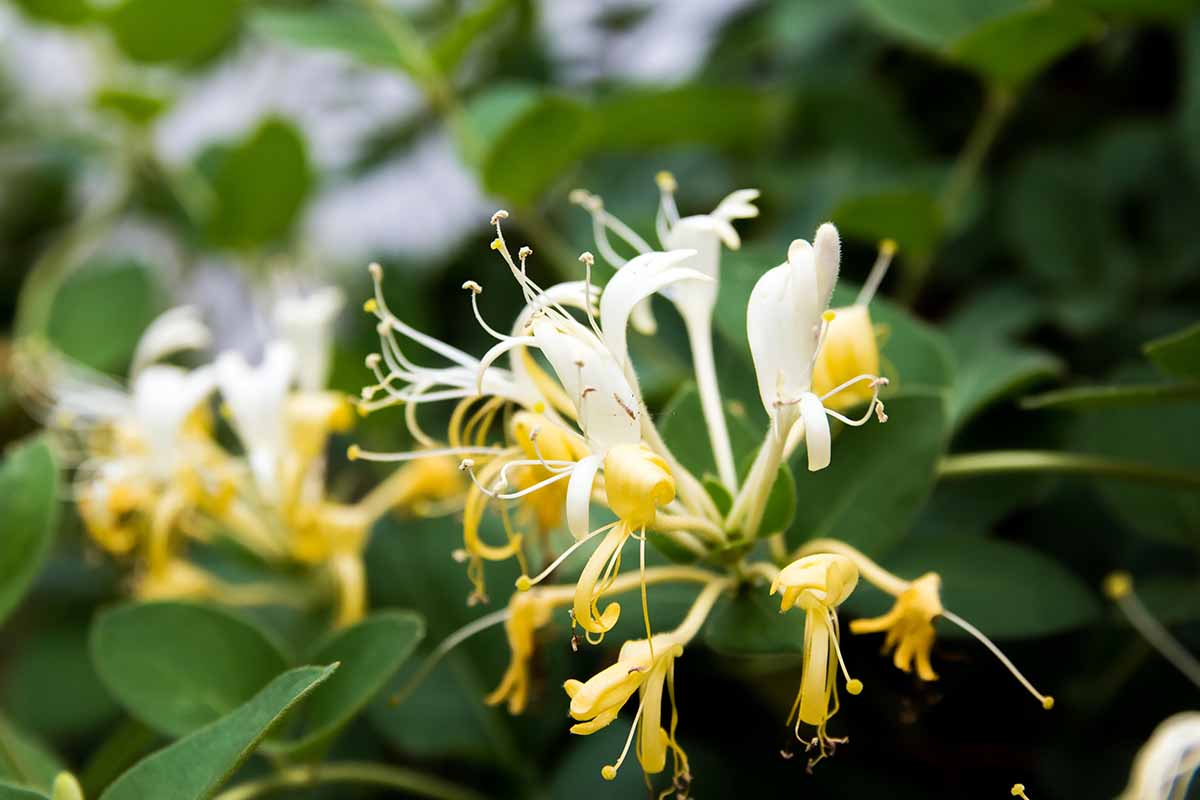 تصویر افقی نزدیک از Lonicera japonica با گل‌های سفید و زرد در حال رشد در باغ که در پس‌زمینه‌ای با فوکوس ملایم به تصویر کشیده شده است.