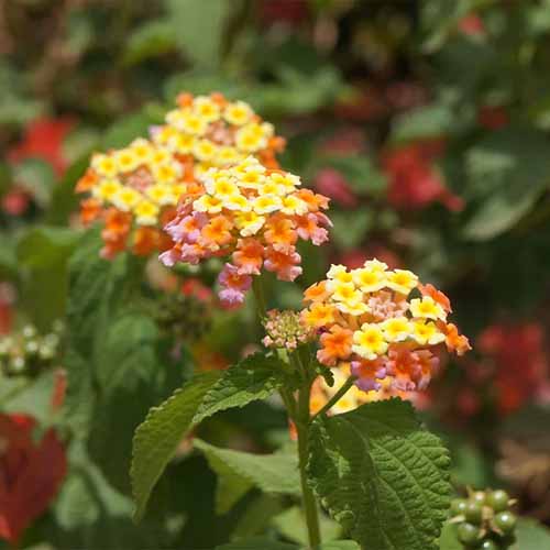 تصویر مربعی از گل‌های رنگارنگ لانتانا در حال رشد در باغی آفتابی که روی پس‌زمینه‌ای با فوکوس ملایم تصویر شده است.