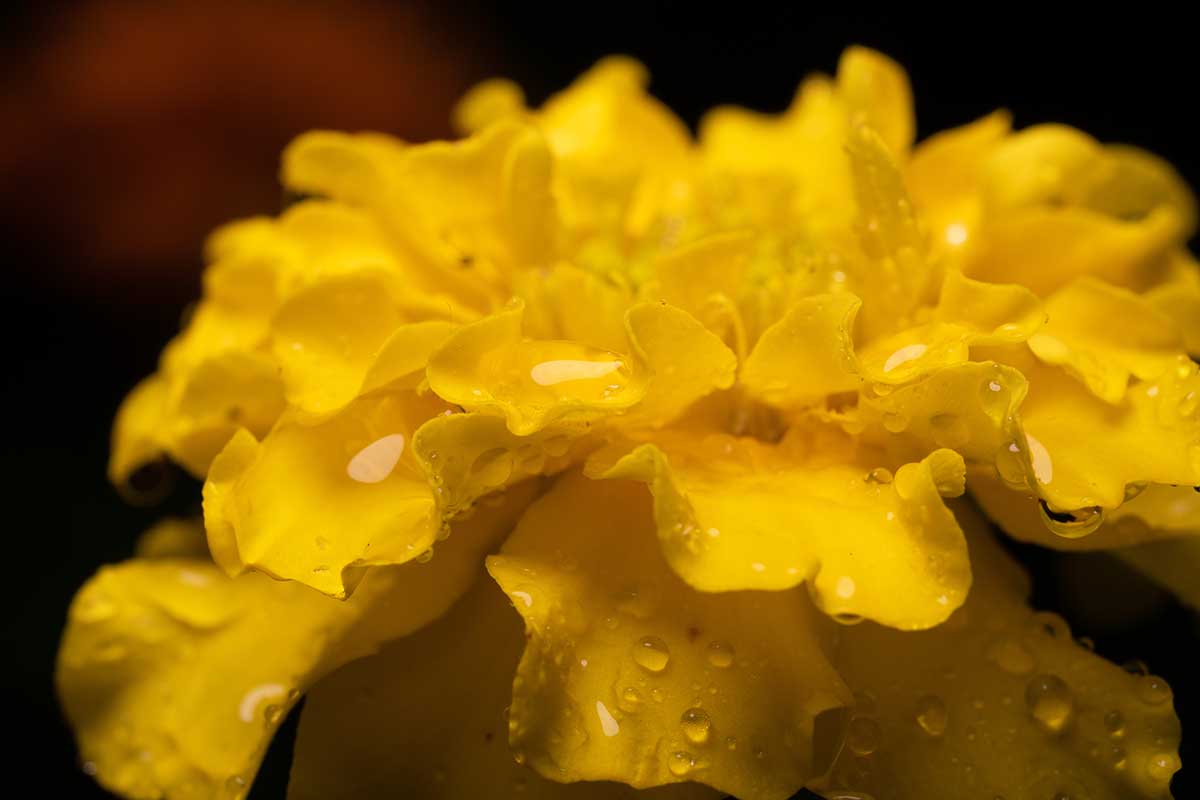 تصویر افقی نزدیک از یک گل زرد با قطرات آب روی گلبرگ‌ها که در پس‌زمینه‌ای با فوکوس نرم تیره تصویر شده است.