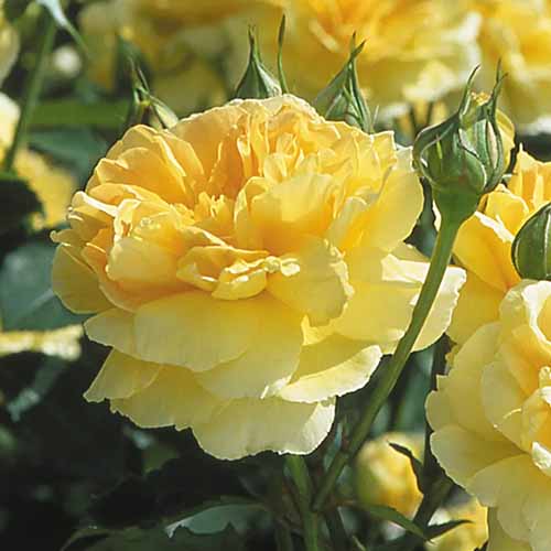 نمای نزدیک از یک گل رزا 'مولینوکس' زرد روشن که در باغی آفتابی به تصویر کشیده شده است.