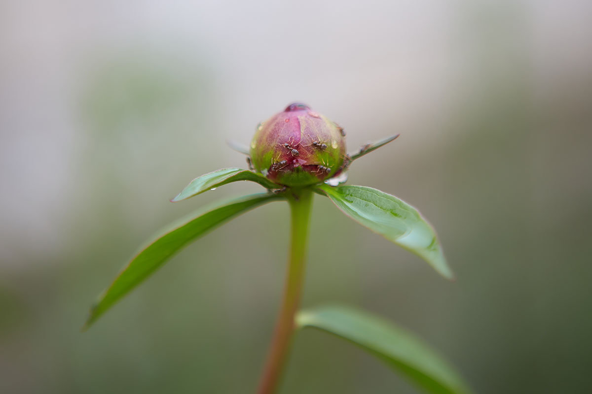 تصویر افقی نزدیک از یک جوانه گل صد تومانی باز نشده در باغ که روی پس‌زمینه فوکوس ملایم تصویر شده است.