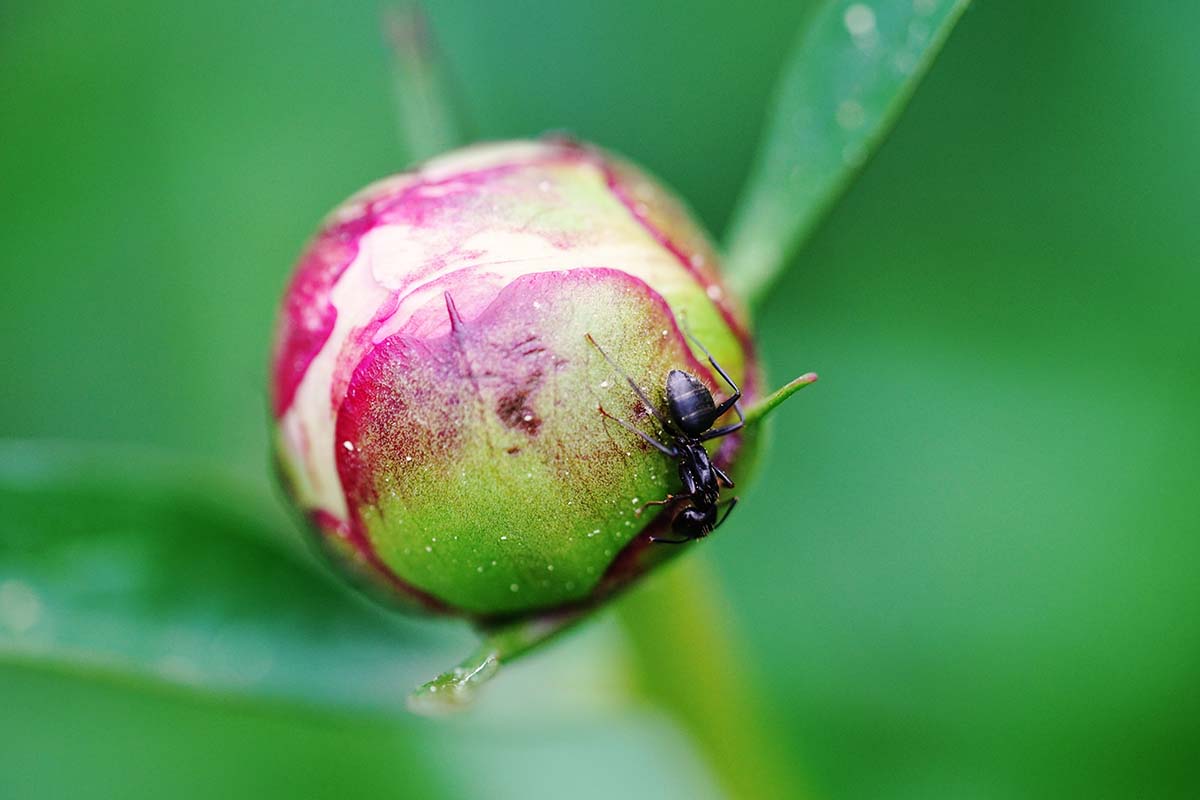 تصویر افقی نزدیک از یک جوانه گل صد تومانی با مورچه ای که روی آن می خزد که در پس زمینه ای با فوکوس ملایم تصویر شده است.