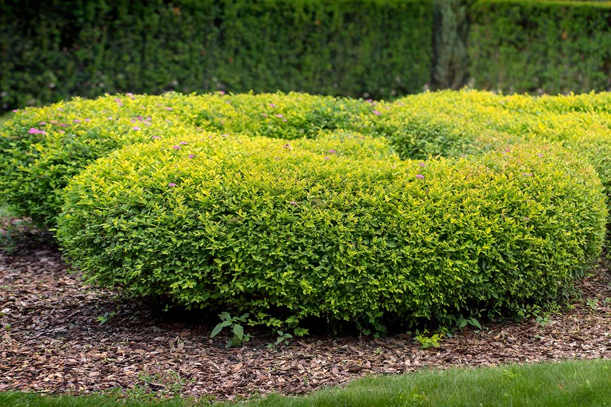 تصویری افقی از یک بوته spirea که به صورت مارپیچی در حال رشد در منظره هرس شده است.