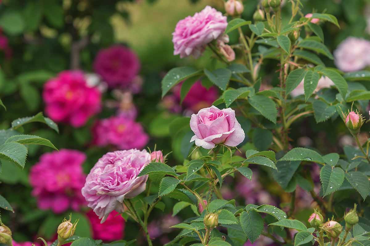 تصویری افقی از گل‌های صورتی رزا «ملکه دانمارک» که در پس‌زمینه‌ای با فوکوس ملایم تصویر شده است.