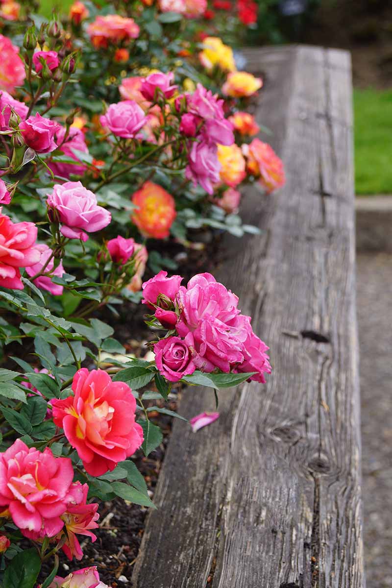 تصویر عمودی نزدیک از گل رز در حال رشد در حاشیه باغ برجسته.