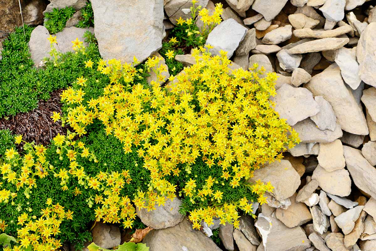 تصویری افقی نزدیک از گل‌های زرد روشن پوشش زمین صدوم آکر در حال رشد در صخره‌ای.