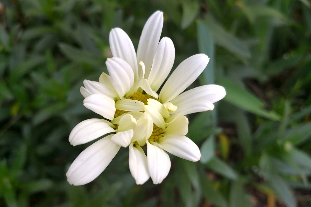 تصویر افقی نزدیک از گل داوودی دالماسی نیمه باز (Tanacetum cinerariifolium) که روی پس‌زمینه فوکوس ملایم تصویر شده است.