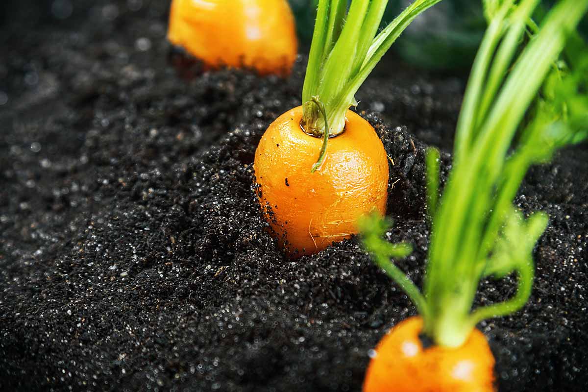 عیب یابی و جلوگیری از مشکلات رشد هویج