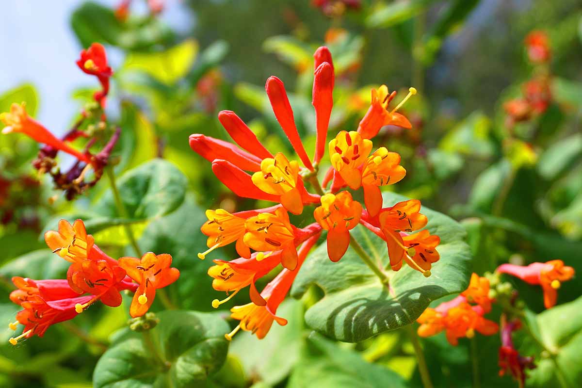 تصویر افقی نزدیک از یک گل قرمز روشن Lonicera sempervirens که در آفتاب روشن در پس‌زمینه فوکوس ملایم تصویر شده است.