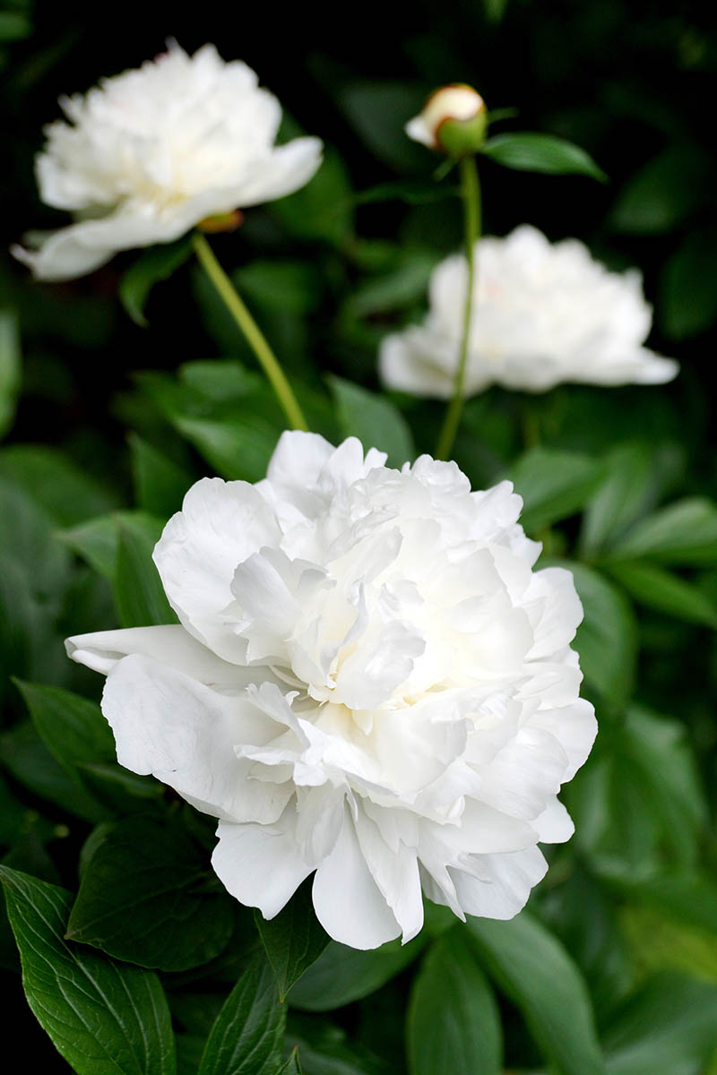 تصویر عمودی نزدیک از گل‌های گل صد تومانی سفید که در باغ رشد می‌کنند، روی یک پس‌زمینه فوکوس نرم.