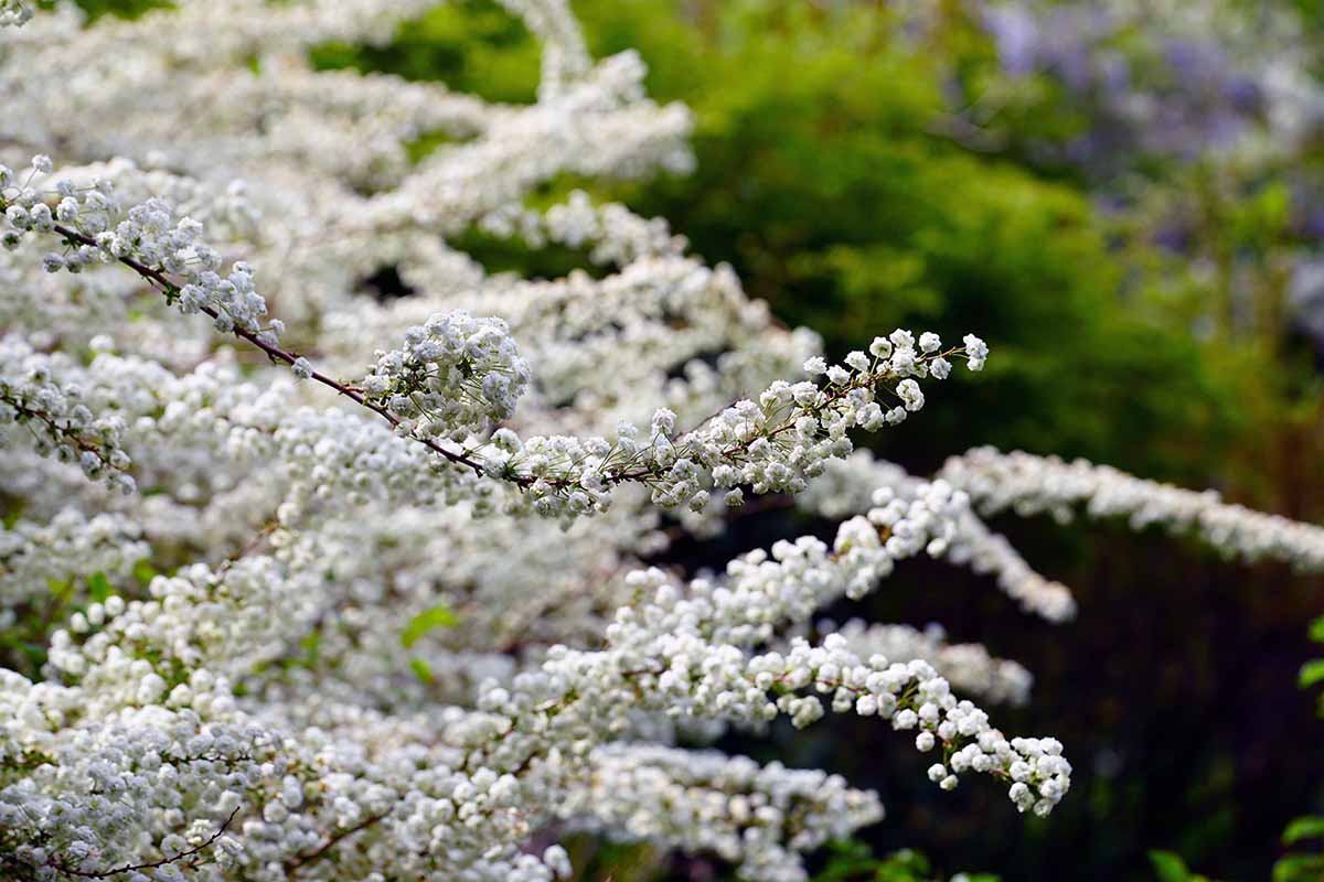 تصویر افقی نزدیک از گل‌های سفید اسپریا که در باغ رشد می‌کنند، روی پس‌زمینه‌ای با فوکوس نرم.