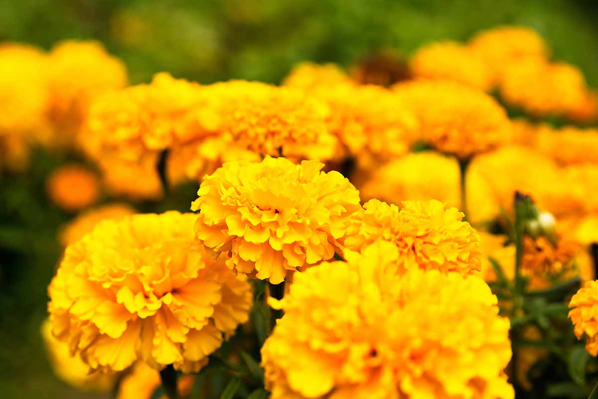 تصویر افقی نزدیک از گل همیشه بهار زرد روشن که به صورت انبوه در باغ رشد می‌کنند، روی پس‌زمینه‌ای با فوکوس نرم.