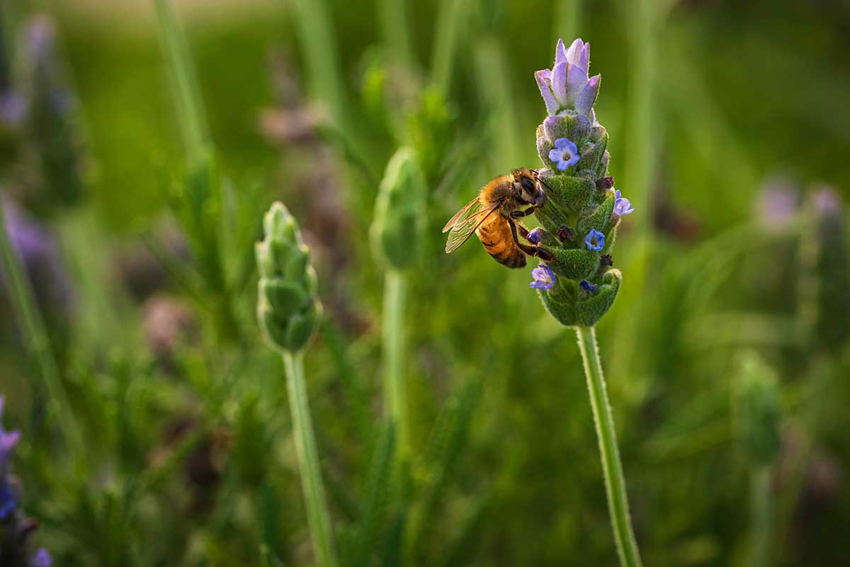 تصویر افقی نزدیک از زنبوری که از گل اسطوخودوس تغذیه می‌کند، روی پس‌زمینه‌ای با فوکوس نرم.