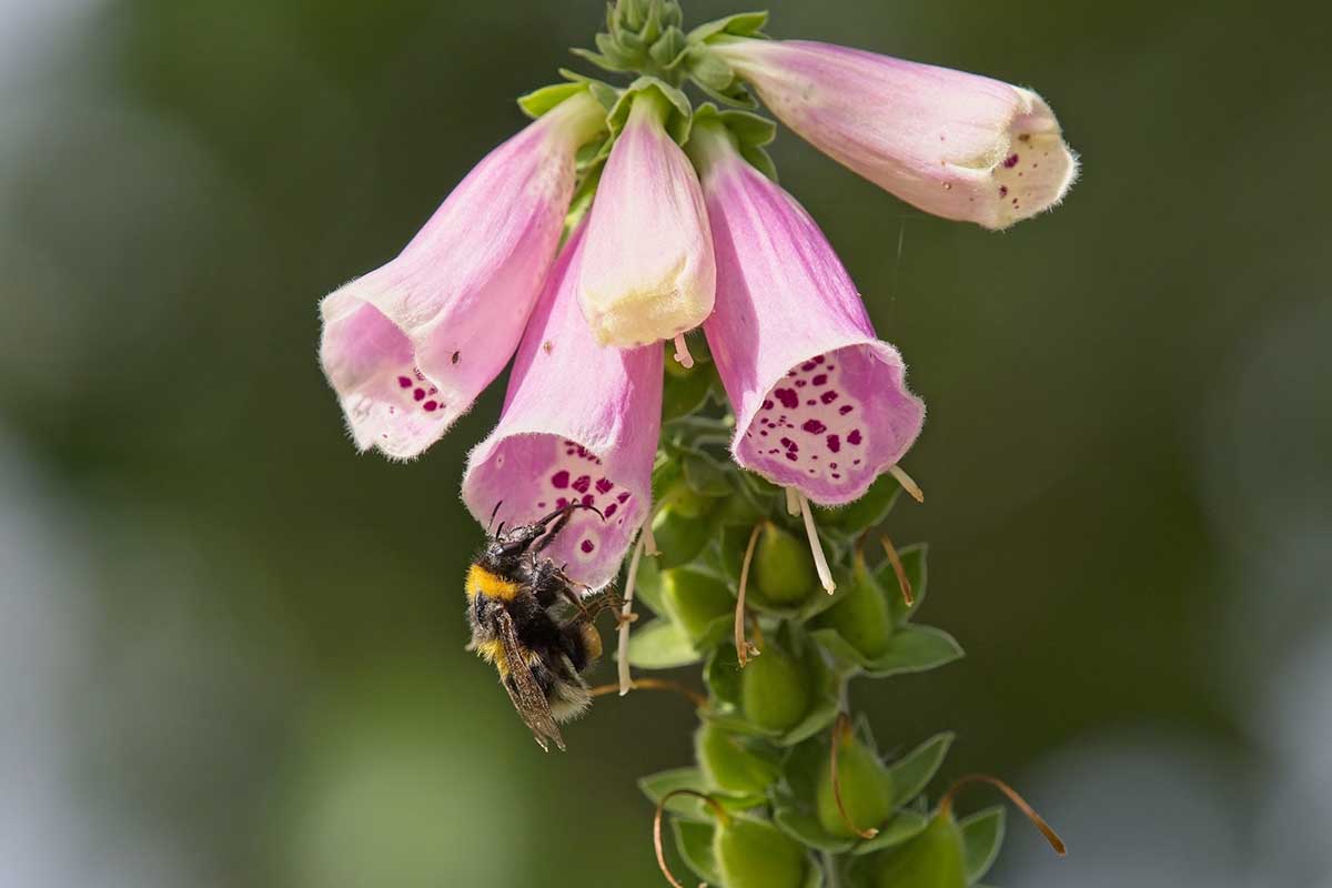 تصویر افقی نزدیک از گل‌های دستکش روباه صورتی با تغذیه زنبور عسل، که در پس‌زمینه‌ای با فوکوس ملایم تصویر شده است.