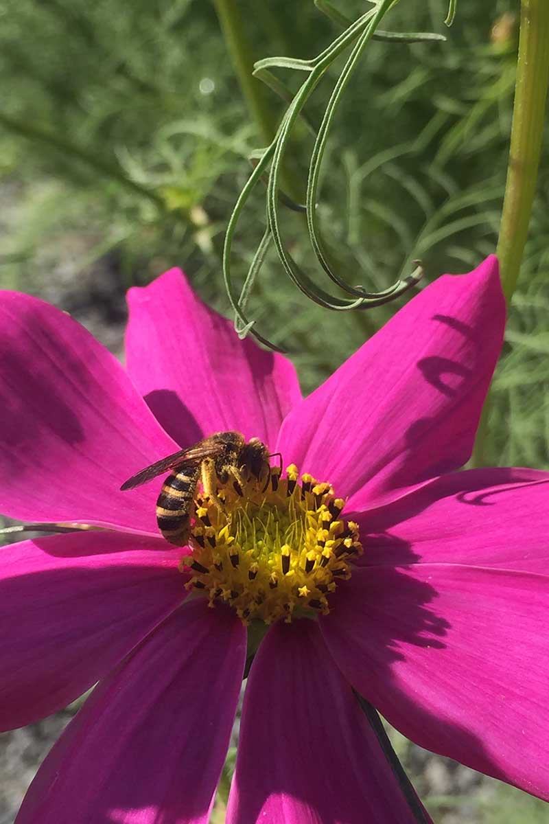 تصویر عمودی نزدیک از زنبوری که در حال گرده افشانی یک گل وحشی صورتی است که در زیر نور آفتاب روشن در پس‌زمینه‌ای با فوکوس ملایم تصویر شده است.