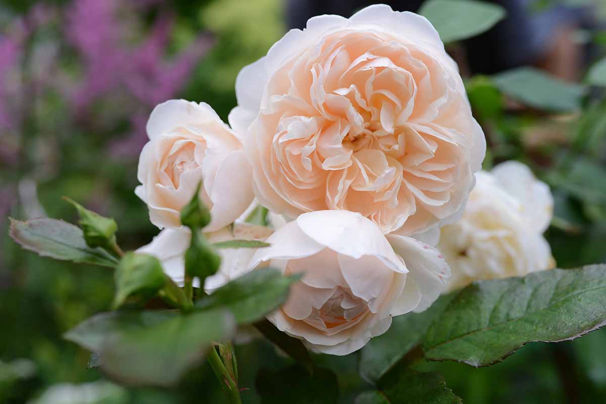 29 گل رز با خار کم یا بدون خار برای باغ شما