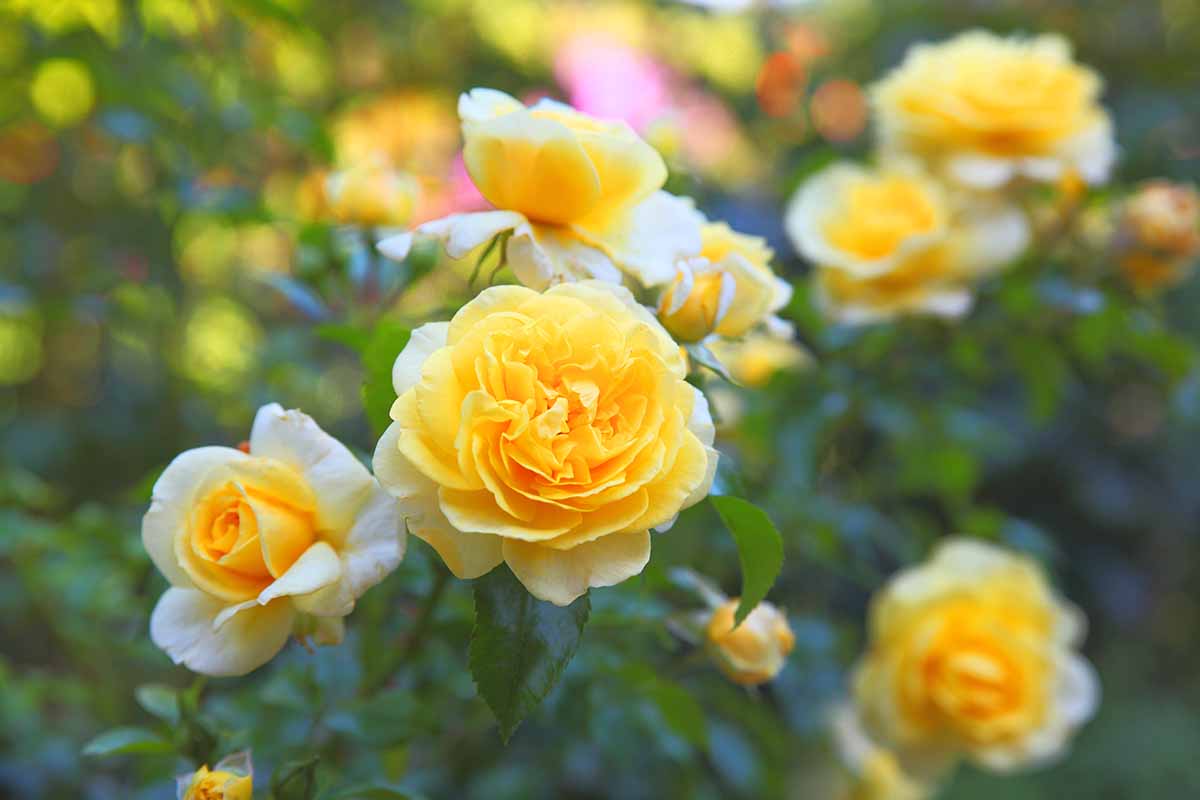 13 مورد از بهترین انواع رز زرد برای افزودن آفتاب به باغ شما