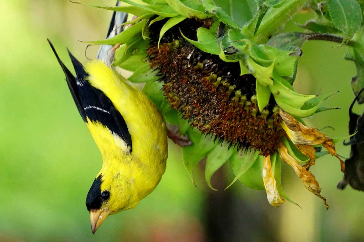 تصویر افقی نزدیک از یک پرنده زرد و سیاه که از یک گل آفتابگردان تغذیه می‌کند که روی پس‌زمینه‌ای با فوکوس ملایم تصویر شده است.