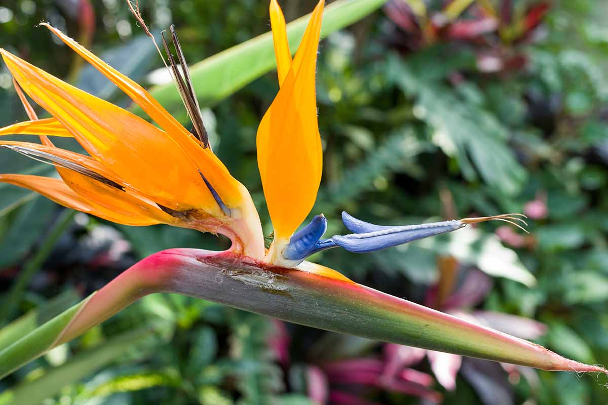 تصویر افقی نزدیک از یک گل پرنده بهشتی که در باغ در حال رشد است که در پس‌زمینه‌ای با فوکوس ملایم تصویر شده است.