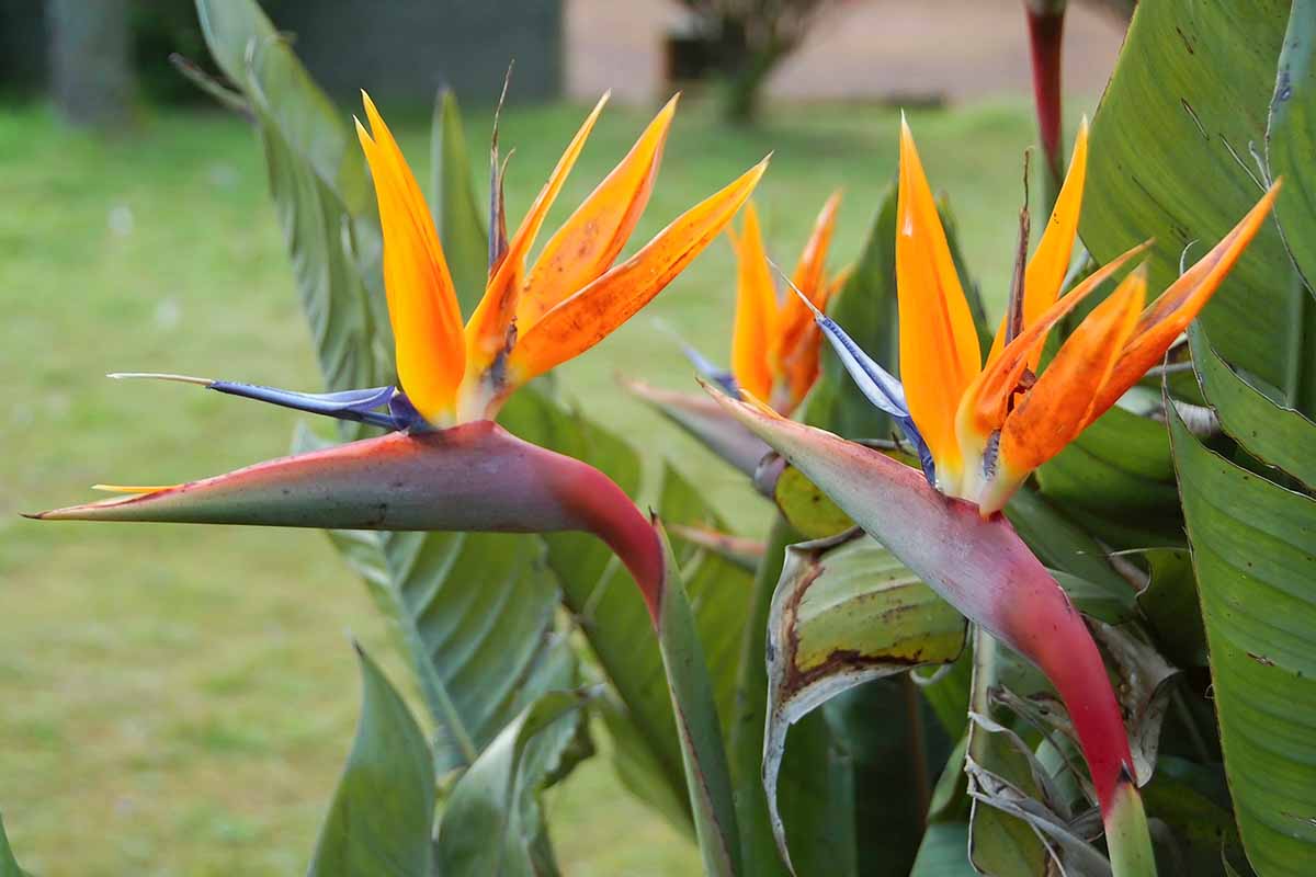 تصویر افقی نزدیک از دو گل پرنده بهشتی در حال رشد در باغ با یک چمنزار با فوکوس ملایم در پس‌زمینه.