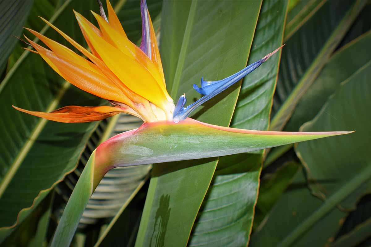 تصویر افقی نزدیک از یک گل پرنده بهشتی در حال رشد در باغ با شاخ و برگ در فوکوس ملایم در پس زمینه.