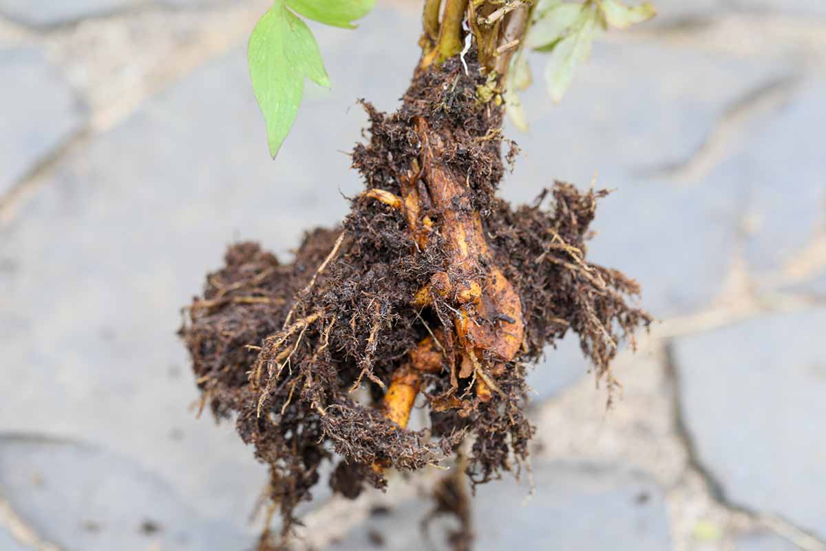 تصویر افقی نزدیک از توپ ریشه یک گیاه قلب خونریزی‌دهنده تازه حفر شده روی پس‌زمینه فوکوس نرم.