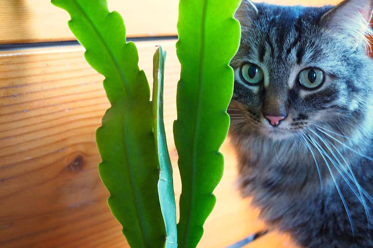 تصویر افقی نزدیک از یک گربه خاکستری پشمالو که در پشت یک گیاه کاکتوس ارکیده در حال گردش است.