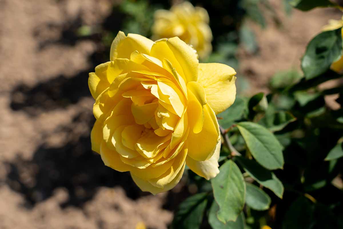 نمای نزدیک از یک "Ch-Ching!"  گل رز در حال رشد در باغ که در زیر نور آفتاب روشن در پس زمینه ای با فوکوس ملایم تصویر شده است.