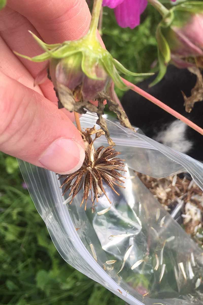 تصویر عمودی نزدیک از دستی از سمت چپ قاب که در حال جمع‌آوری سر بذر از یک گل پژمرده و قرار دادن آنها در یک کیسه پلاستیکی است.