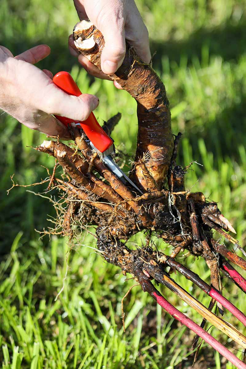تصویر عمودی نزدیک از دستان یک باغبان که از یک جفت هرس برای بریدن ریشه های گیاه گل صد تومانی برای تقسیم آن استفاده می کند.