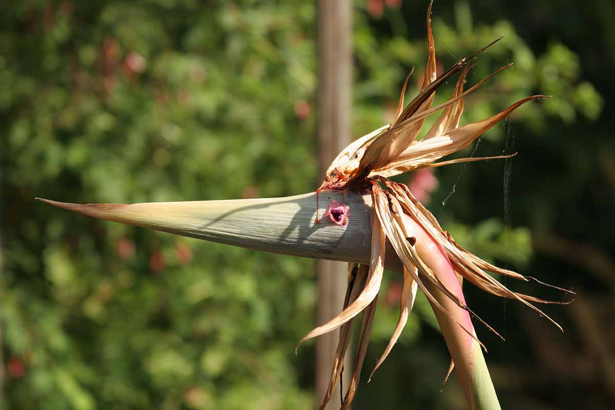 Deadheading Bird of Paradise: چگونه شکوفه های سپری شده را از بین ببریم